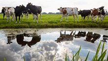 landbouw-koeien-in-de-wei landbouw-koeien-in-de-wei