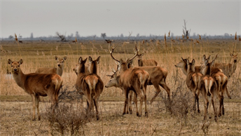 Edelherten Oostvaardersplassen