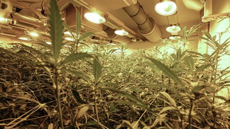 coffeeshop-drugs-wietteelt coffeeshop-drugs-wietteelt