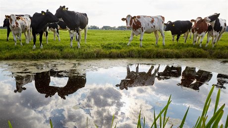 landbouw-koeien-in-de-wei landbouw-koeien-in-de-wei