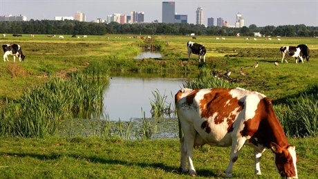 ruimtelijke-ordening-weiland-met-stad-op-de-achtergrond