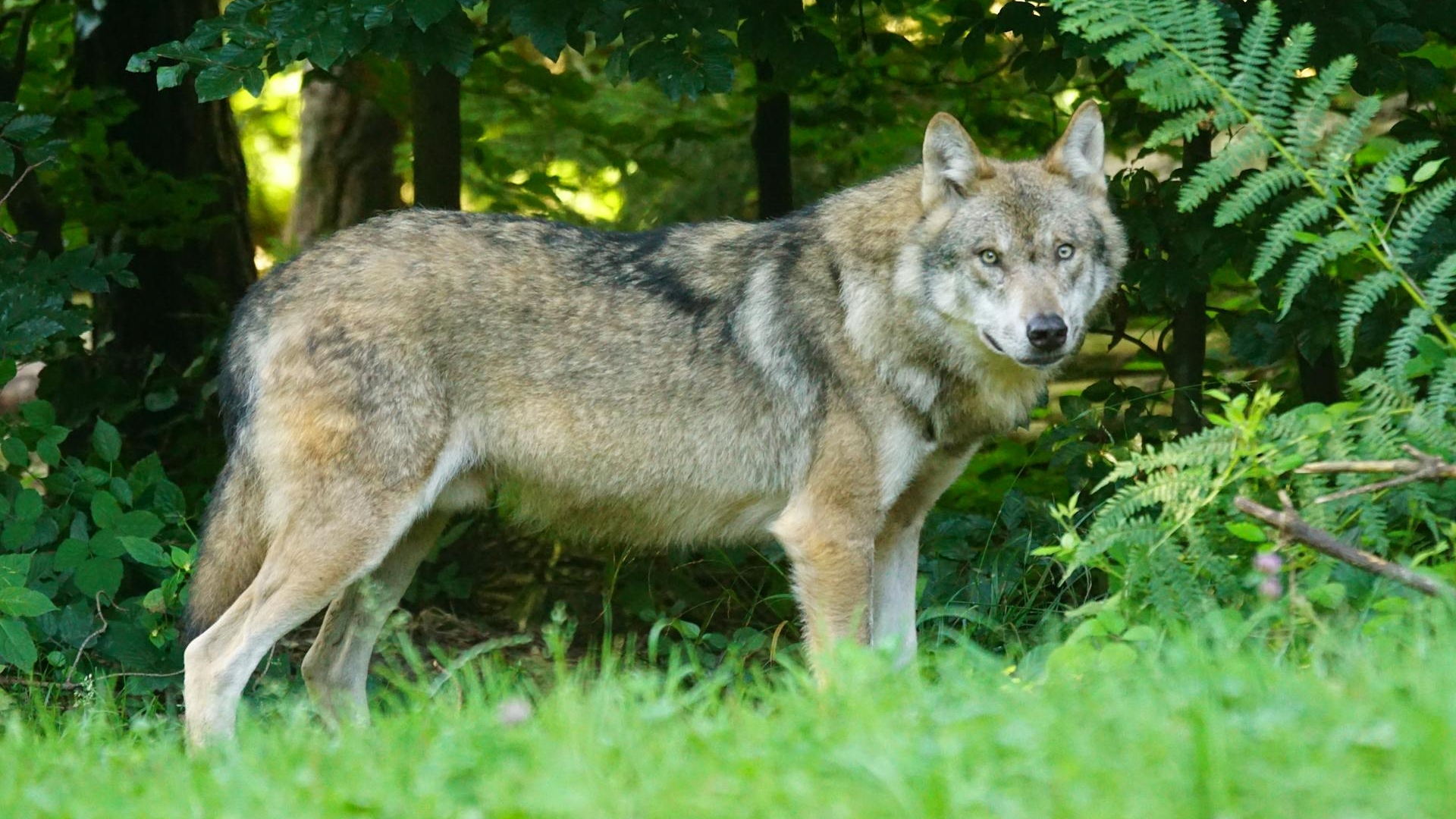Advies over gewijzigd ontwerpbesluit over bescherming van de wolf