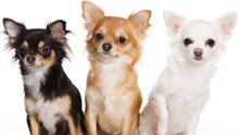 Afbeelding van chihuahua's Afbeelding van chihuahua's