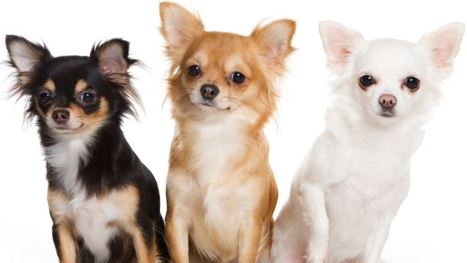 Afbeelding van chihuahua's Afbeelding van chihuahua's
